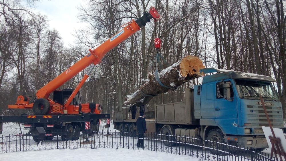 дуб1